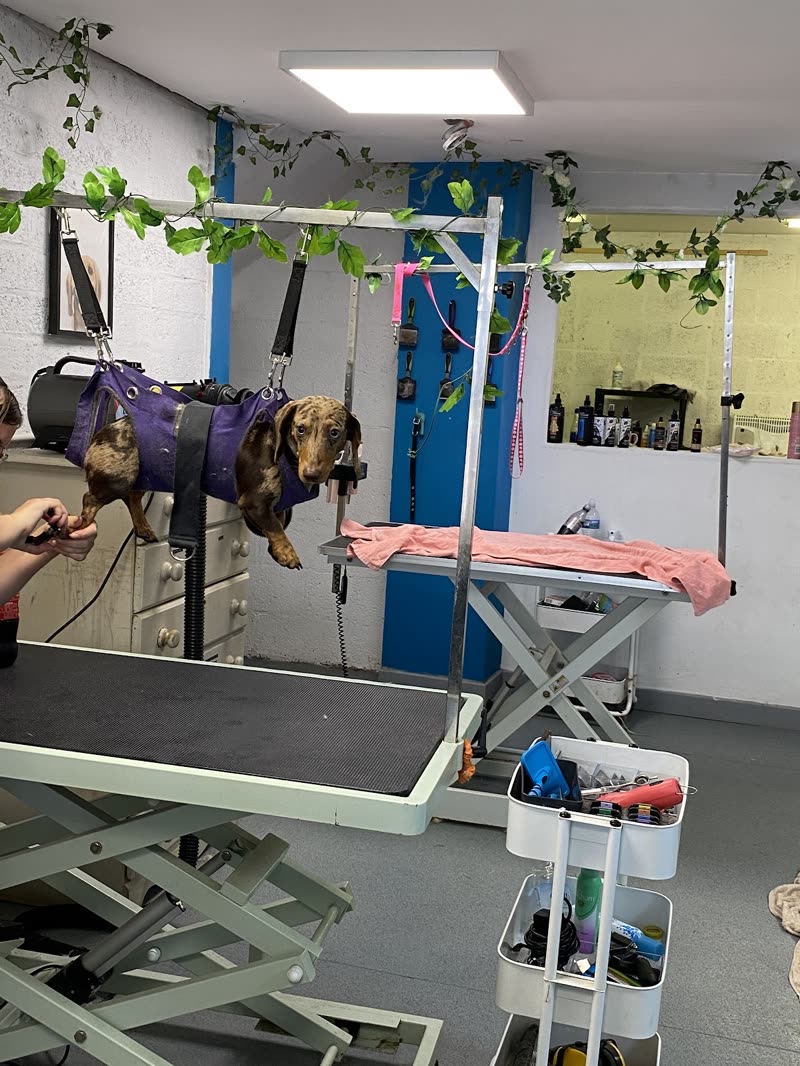 Inside the salon: a dachshund in a drying coat on the hydraulic table under the grooming arm