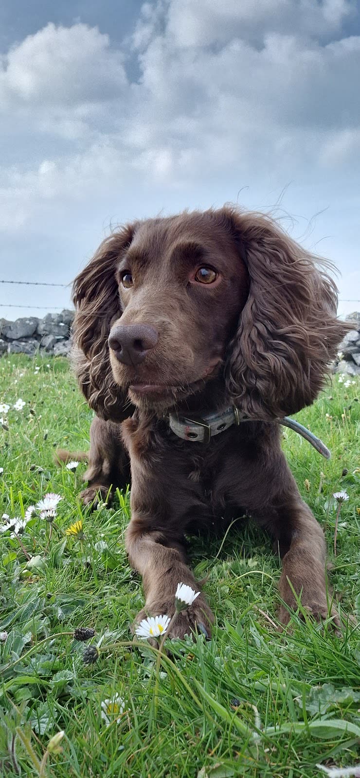 A chocolate working cocker spaniel sitting in long grass under a cloudy sky