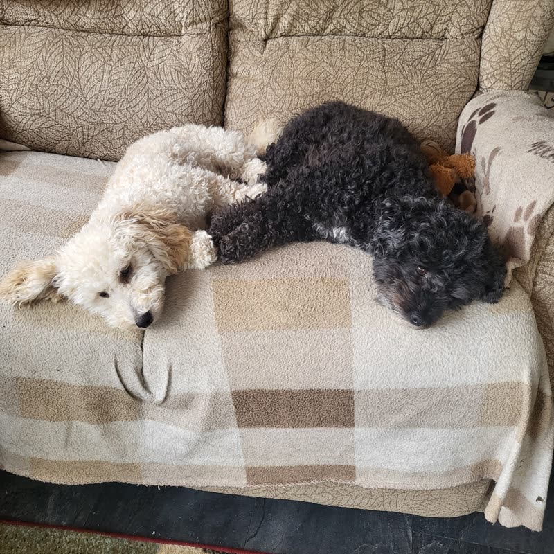 A white and a black doodle lying together on a checked blanket at home