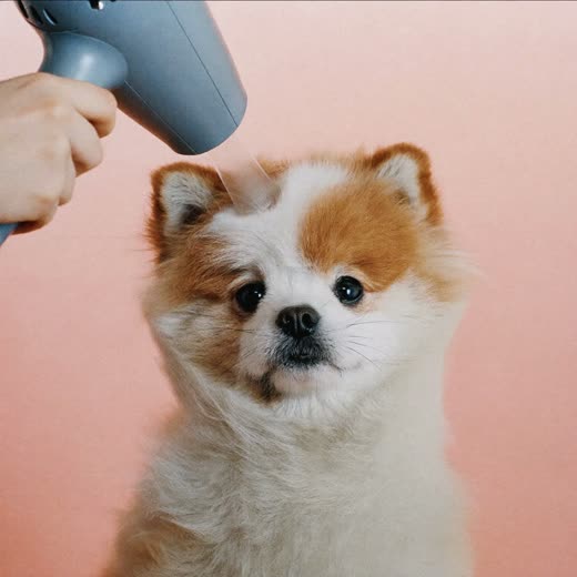 A fluffy white dog mid blow-dry, coat lifting