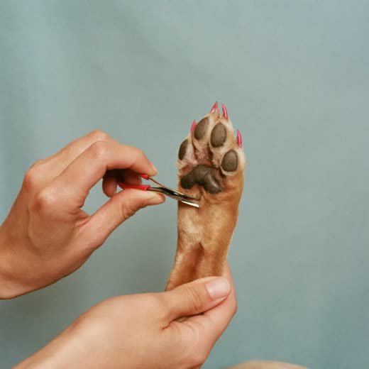 A dog's paw having its nails clipped