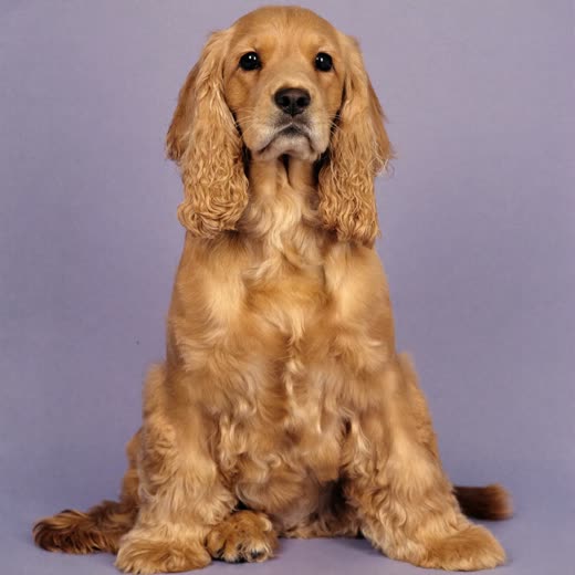 A cocker spaniel with a freshly trimmed coat