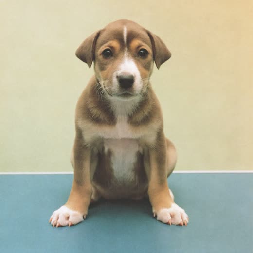 A puppy sitting calmly, ready for its first groom